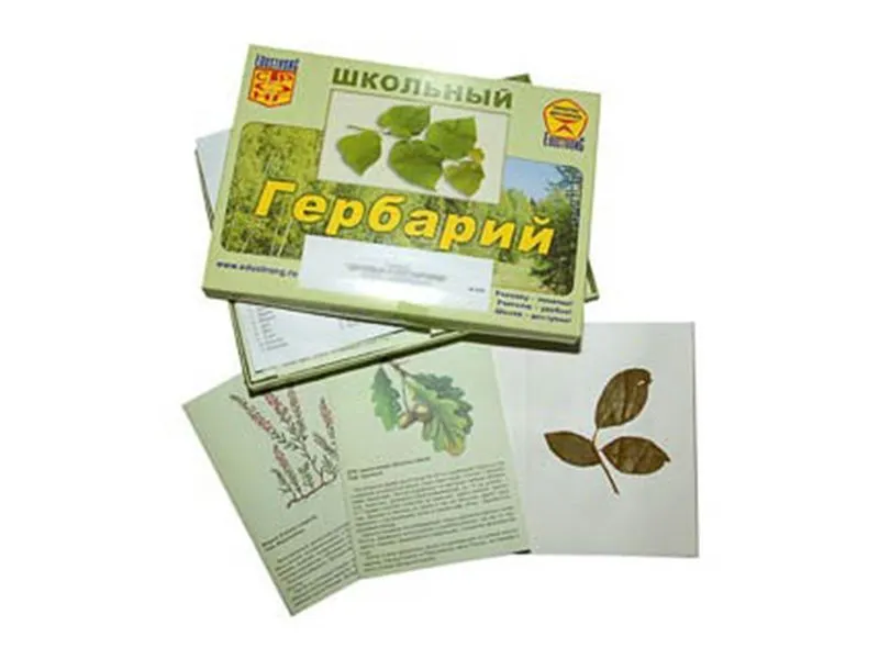 Гербарий «Дикорастущие растения» — 30 видов