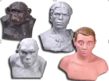 Комплект палеонтологических бюстов "Происхождение человека" — 8 бюстов