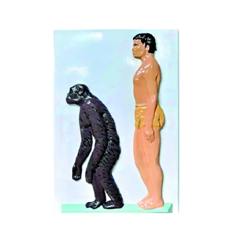 Барельефная модель «Человек и шимпанзе»