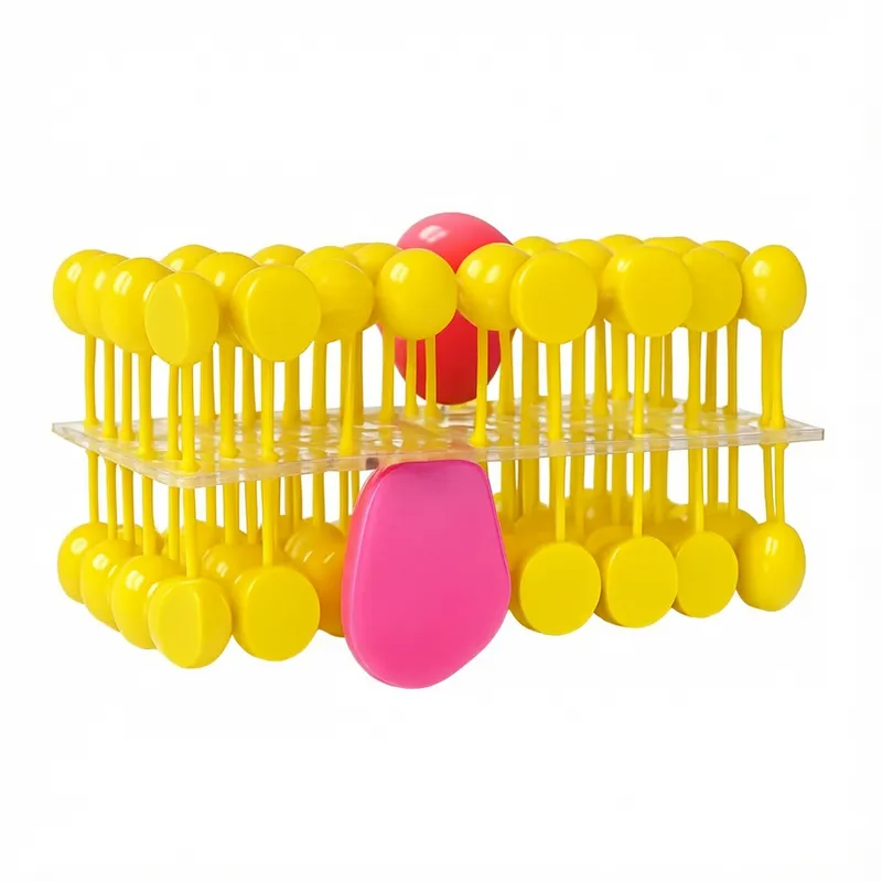 Модель «Клеточная оболочка» — 20 см