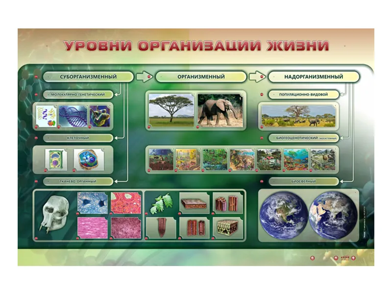 Электрифицированный стенд «Уровни организации жизни» 1500×1000 мм