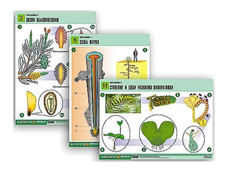 Таблицы по биологии Ботаника-1, 12 шт.