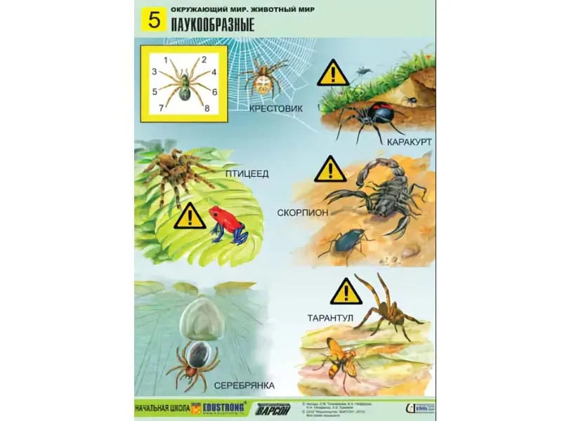 Комплект таблиц Окружающий мир. Животный мир 8 шт.