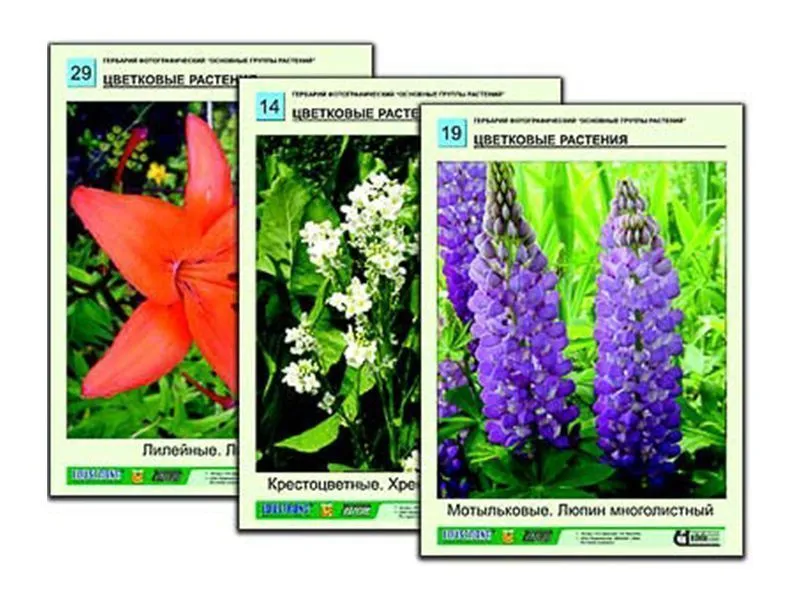 Гербарий фотографический «Основные группы растений» — 36 планшетов