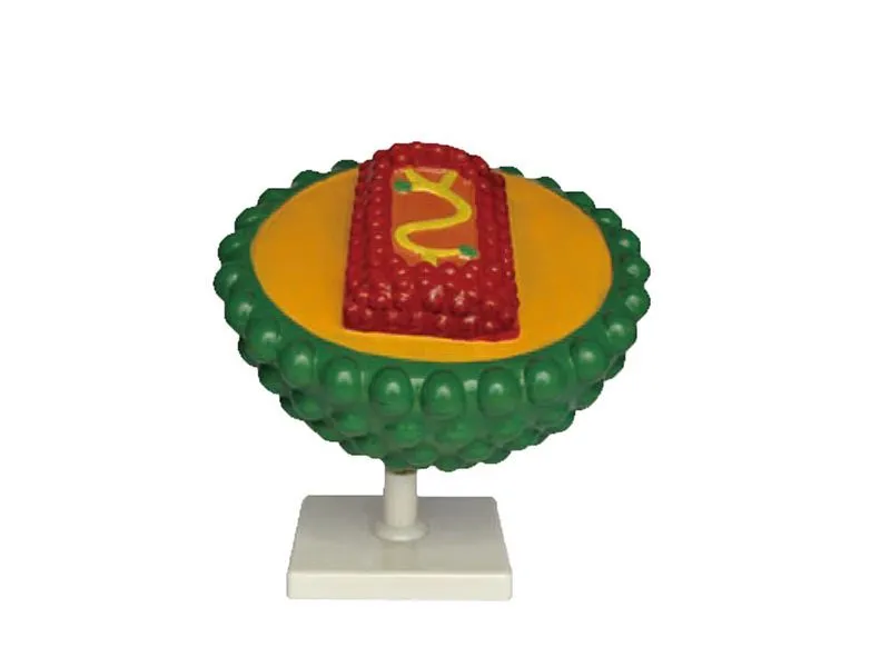 Модель вируса СПИДа 26 см