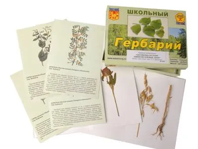 Гербарий «Систематика растений» — Бобовые и Злаки (раздаточный)