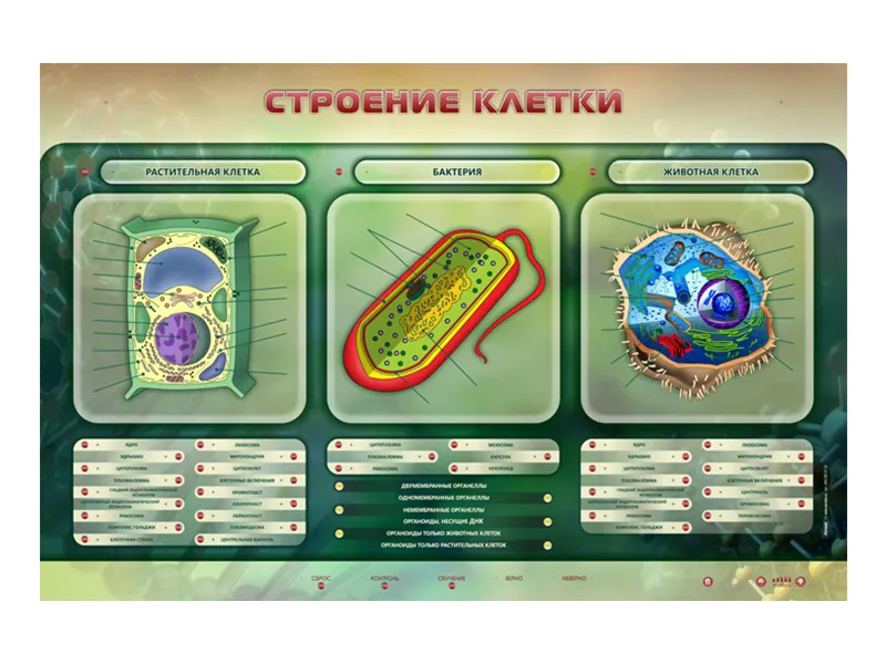 Электрифицированный стенд «Строение клетки» 1500×1000 мм