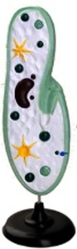 Модель инфузории-туфельки