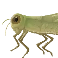 Модели строения тела живых существ