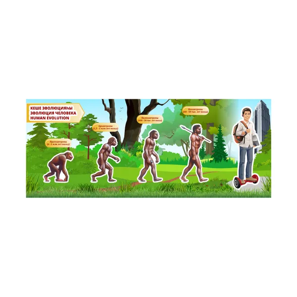 Стенд "Эволюция человека" 1.5×0.6 м