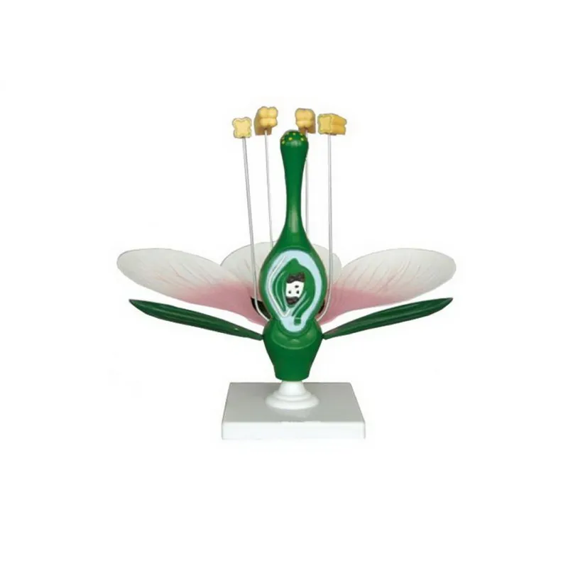 Модель "Цветок яблони" увеличенная