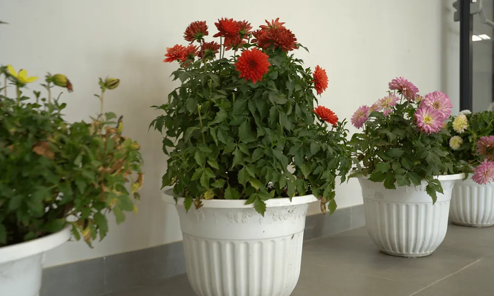 Рекреационные зоны