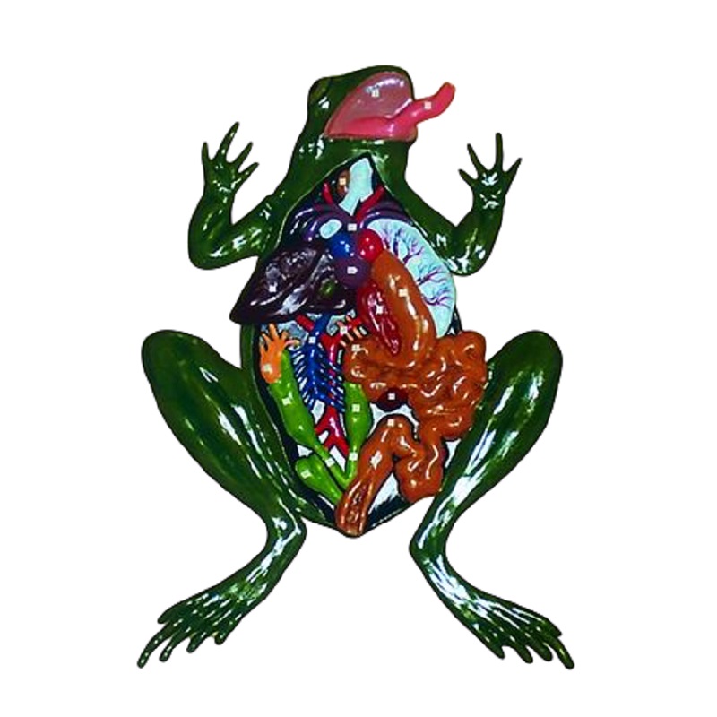 Барельефная модель «Внутреннее строение лягушки»