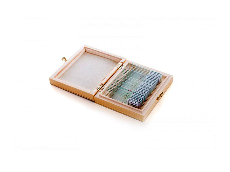 Набор микропрепаратов Velvi "Анатомия" 25 образцов