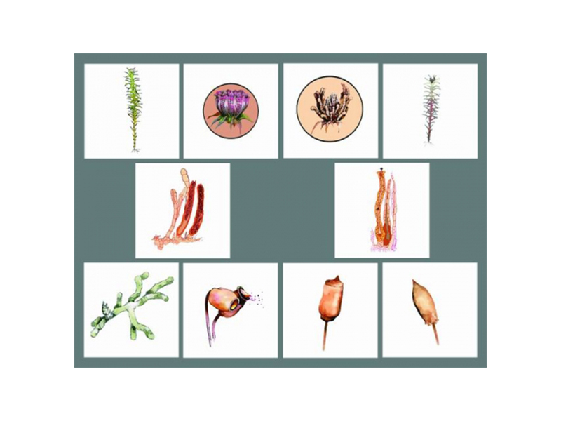 Модель "Размножение мха"