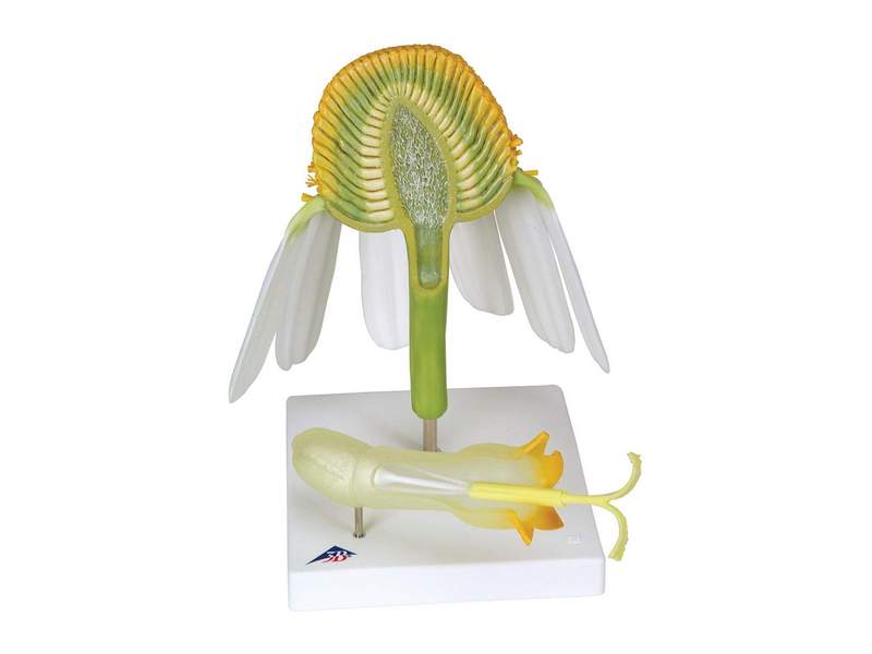 Модель ромашки 70× на подставке