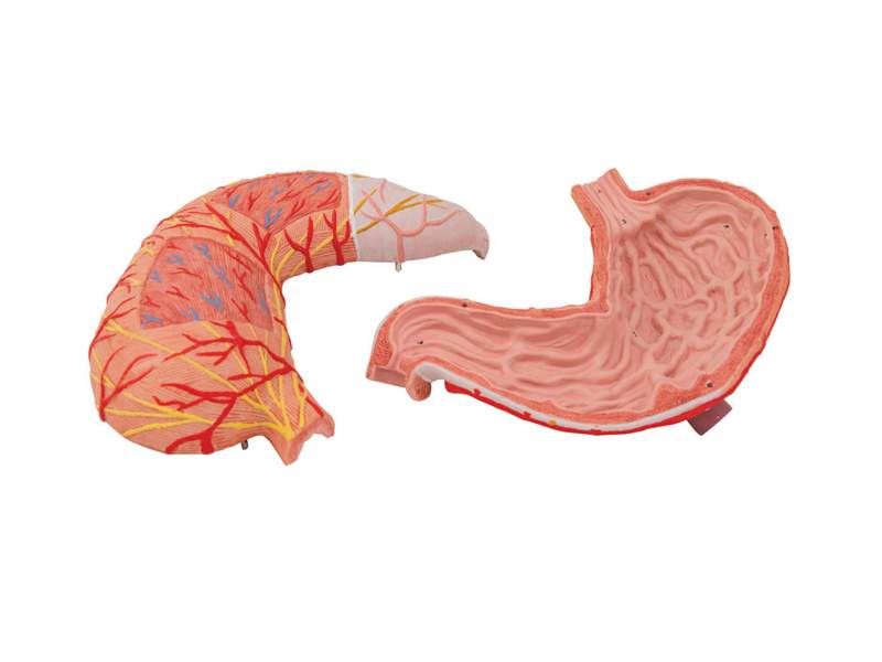 Модель желудка, 2 части