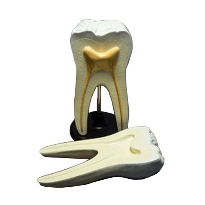 Модель строения зуба (разборная)