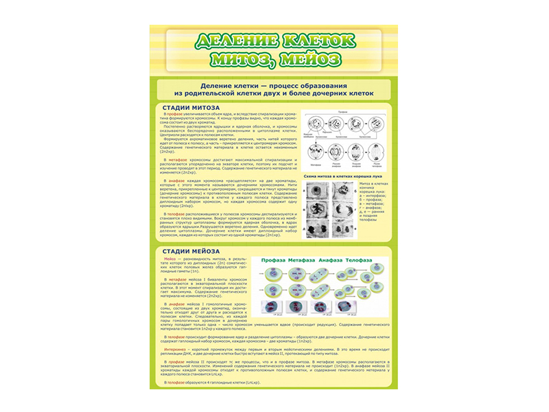 Стенд Деление клеток. Митоз. Мейоз