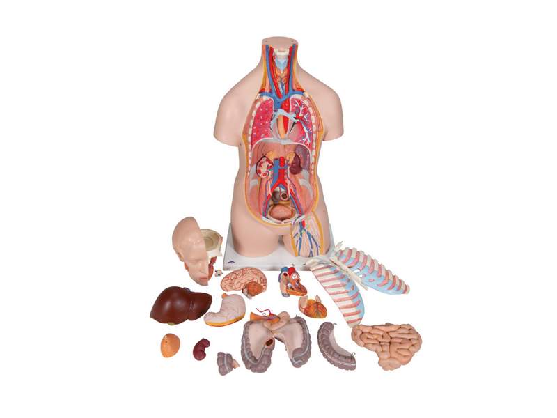 Модель торса человека бесполая