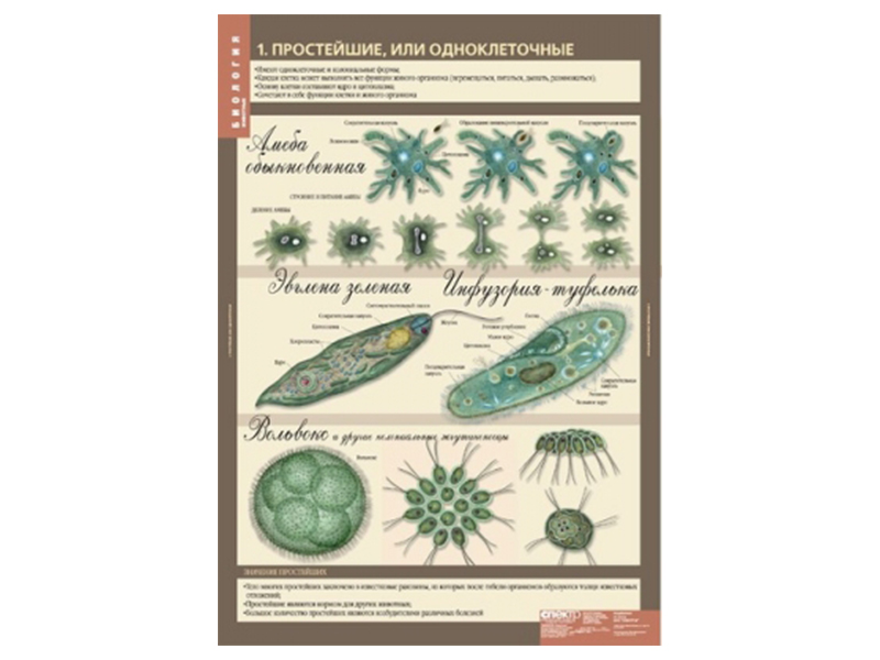 Набор таблиц "Биология 7 класс. Животные" 12 шт.