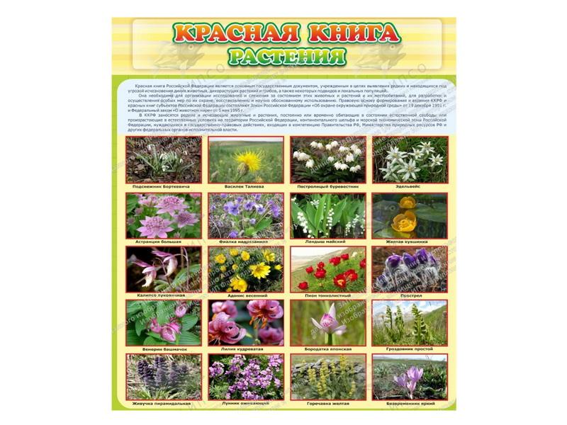 Стенд Красная книга - Растения