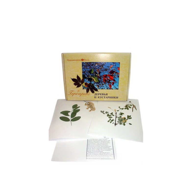 Гербарий «Деревья и кустарники»