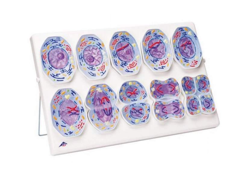 Модель мейоза 10000×