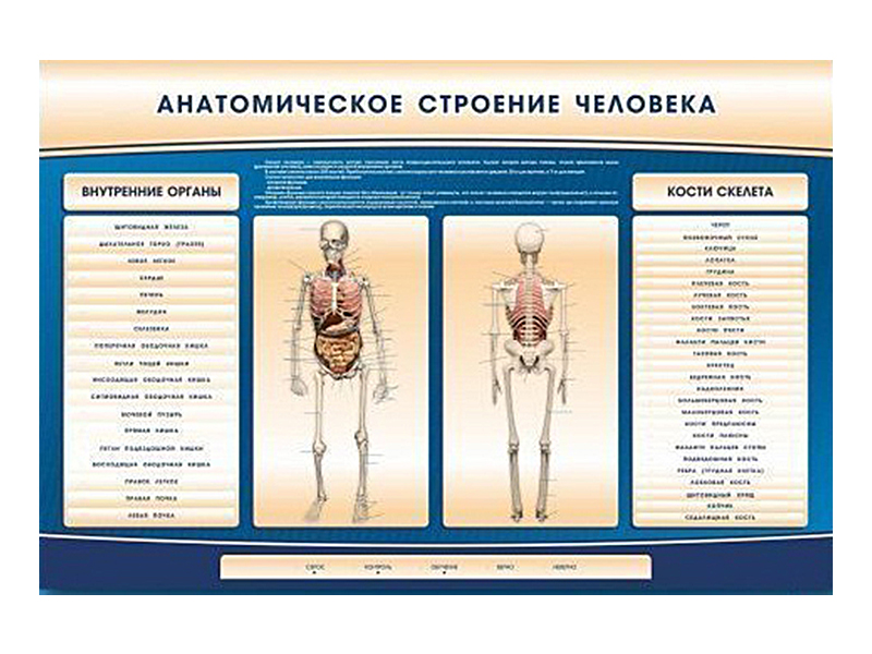 Электрифицированный стенд-тренажер c макетом скелета "Анатомическое строение человека"