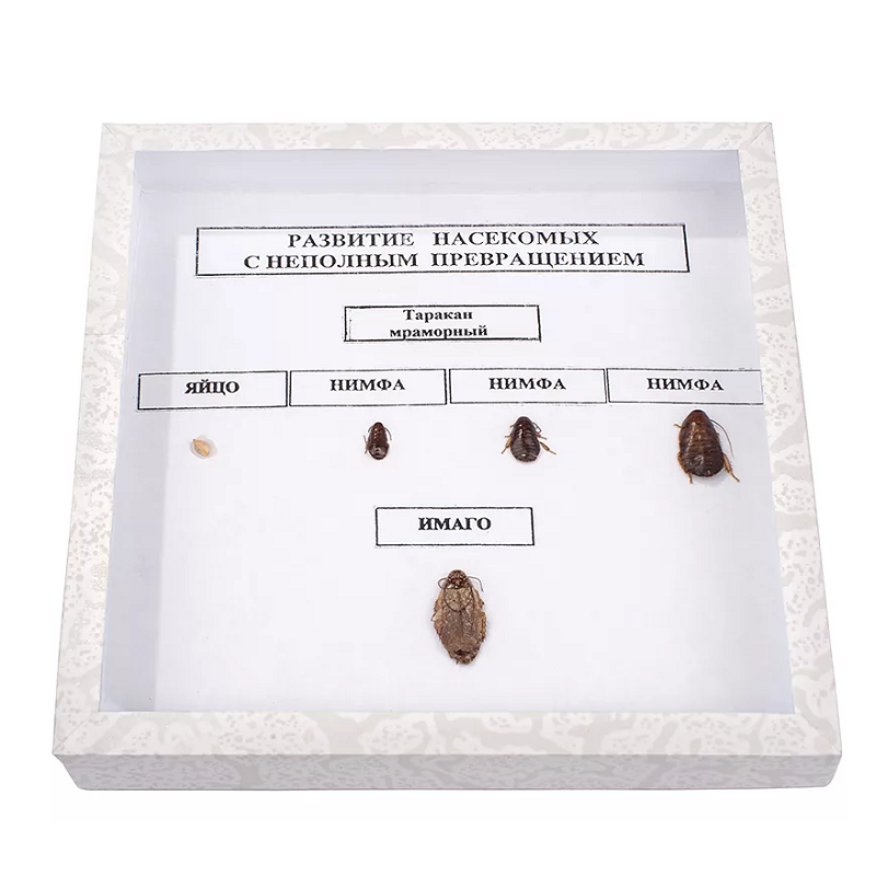 Энтомологическая коллекция «Развитие насекомых» (неполное превращение)
