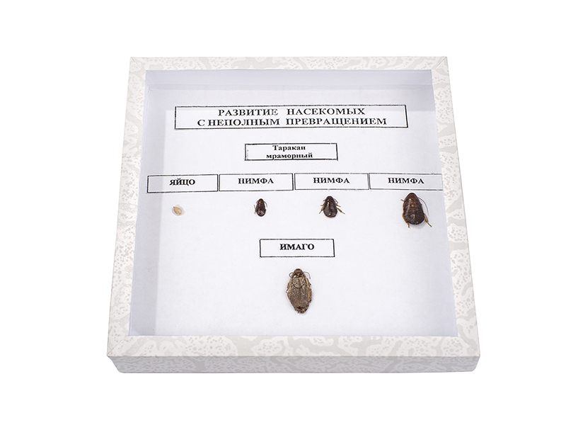 Коллекция "Развитие насекомых с неполным превращением"