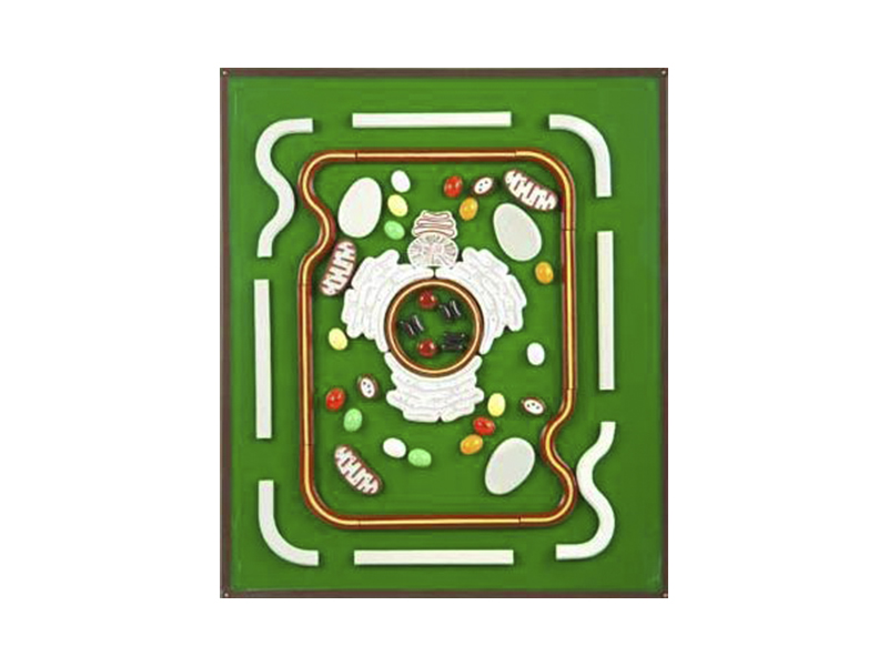 Модель-аппликация "Строение клетки"