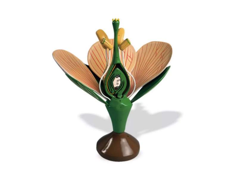 Схематическая модель цветка (увеличенная)