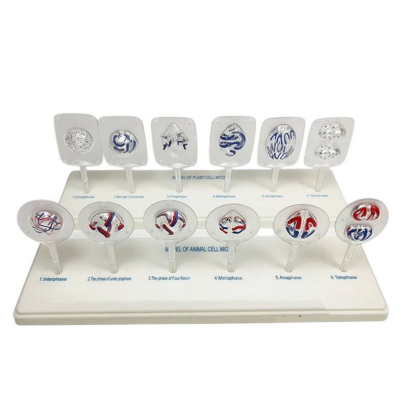 Модель Митоз и мейоз клетки