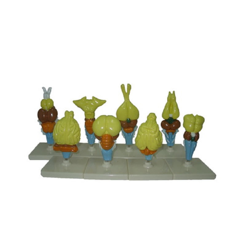 Комплект моделей "Строение мозга позвоночных" — 5 типов