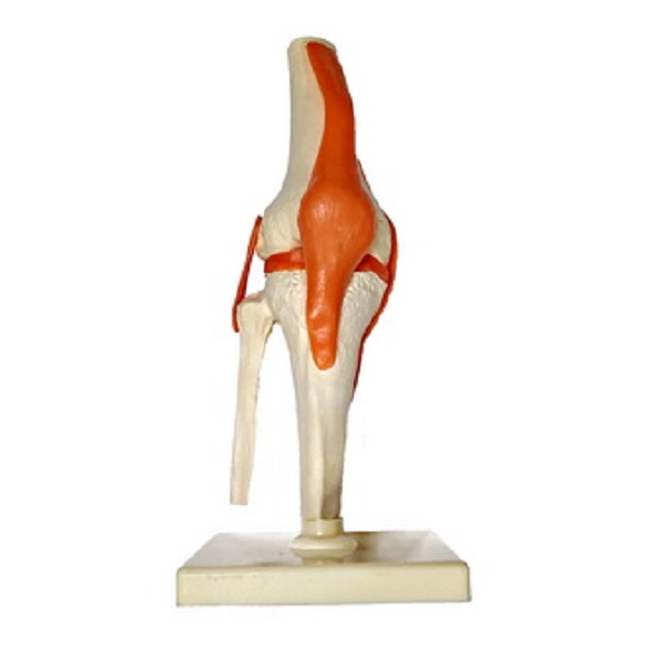 Модель "Коленный сустав" ПРШ-Б507 (натуральная)