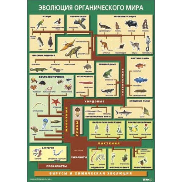 Таблица «Эволюция органического мира» 70×100 см