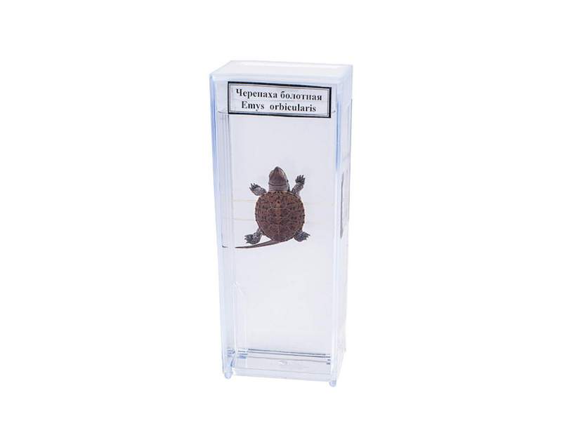 Влажный препарат Черепаха болотная