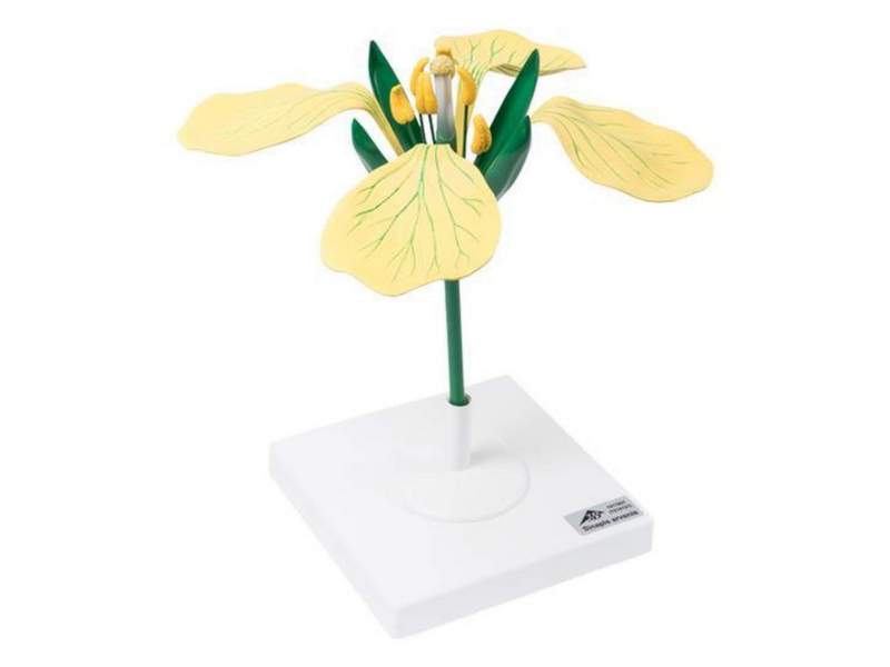 Модель цветка горчицы полевой, 12-кратное увеличение