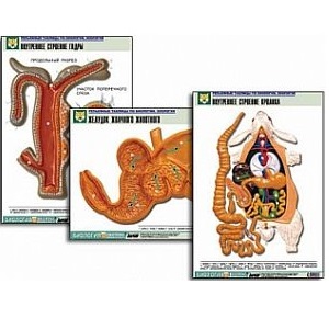 Комплект таблиц по биологии. Курс «Животные» (20 шт. 550х850мм) ламинированные