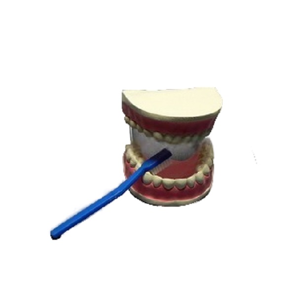 Модель Уход за зубами