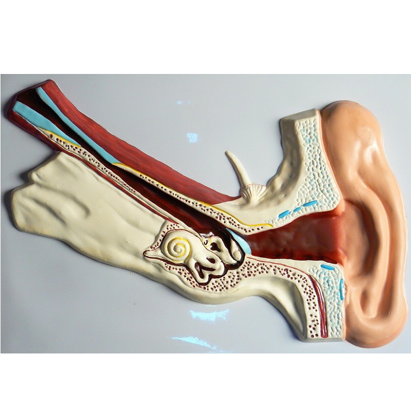 Барельеф «Ухо человека» (часть 1)