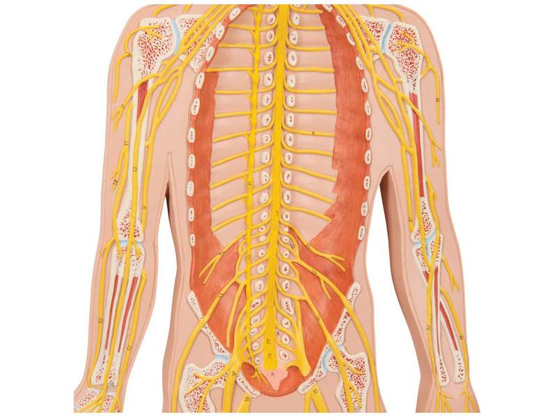 Модель нервной системы