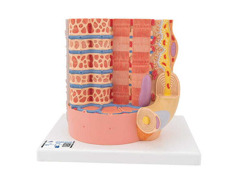 Модель мышечного волокна