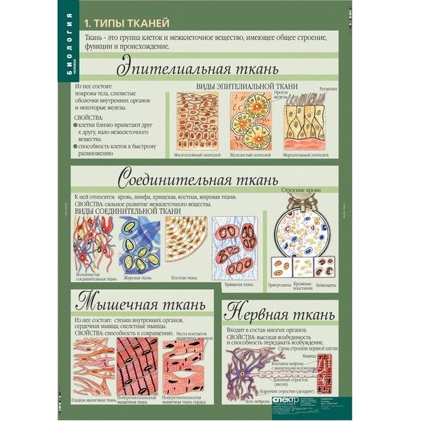 Комплект таблиц "Биология 10-11 классы. Цитология. Генетика. Селекция" (12 шт.)