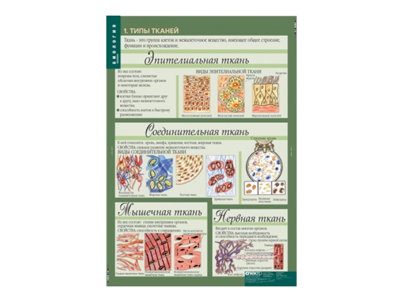 Набор таблиц "Биология 8-9 классы. Человек" 12 шт.