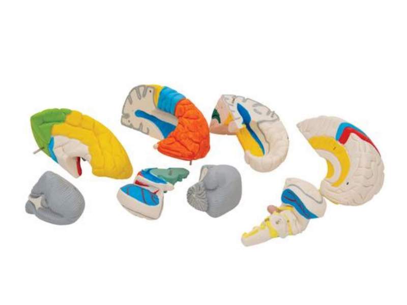 Нейро-анатомическая модель мозга