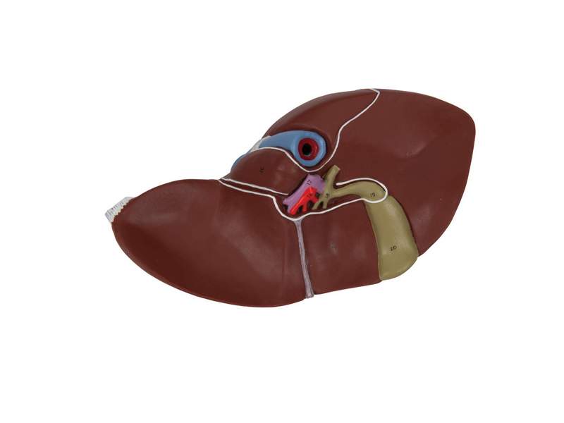 Печень с желчным пузырем