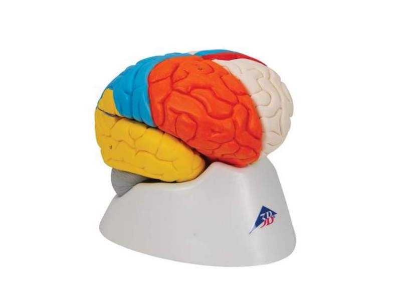 Нейро-анатомическая модель мозга