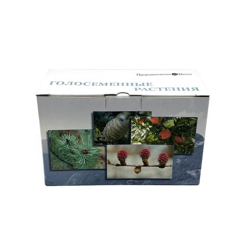 Коллекция "Голосеменные растения"